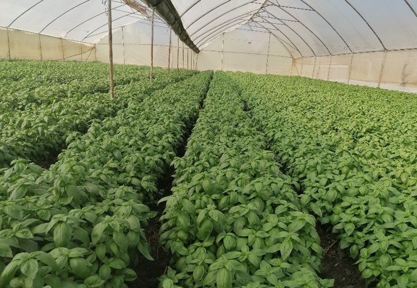 BASIL